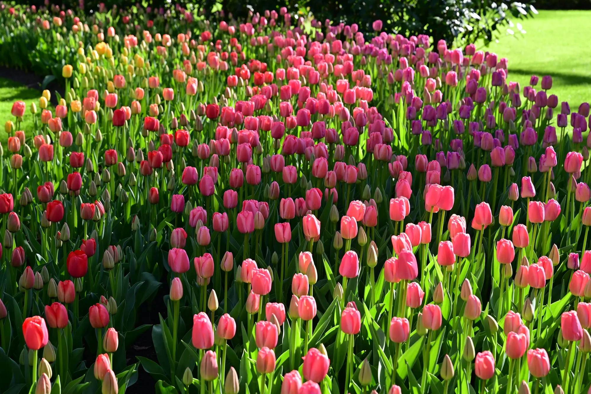 Tulpenbed als rustige visuele achtergrond