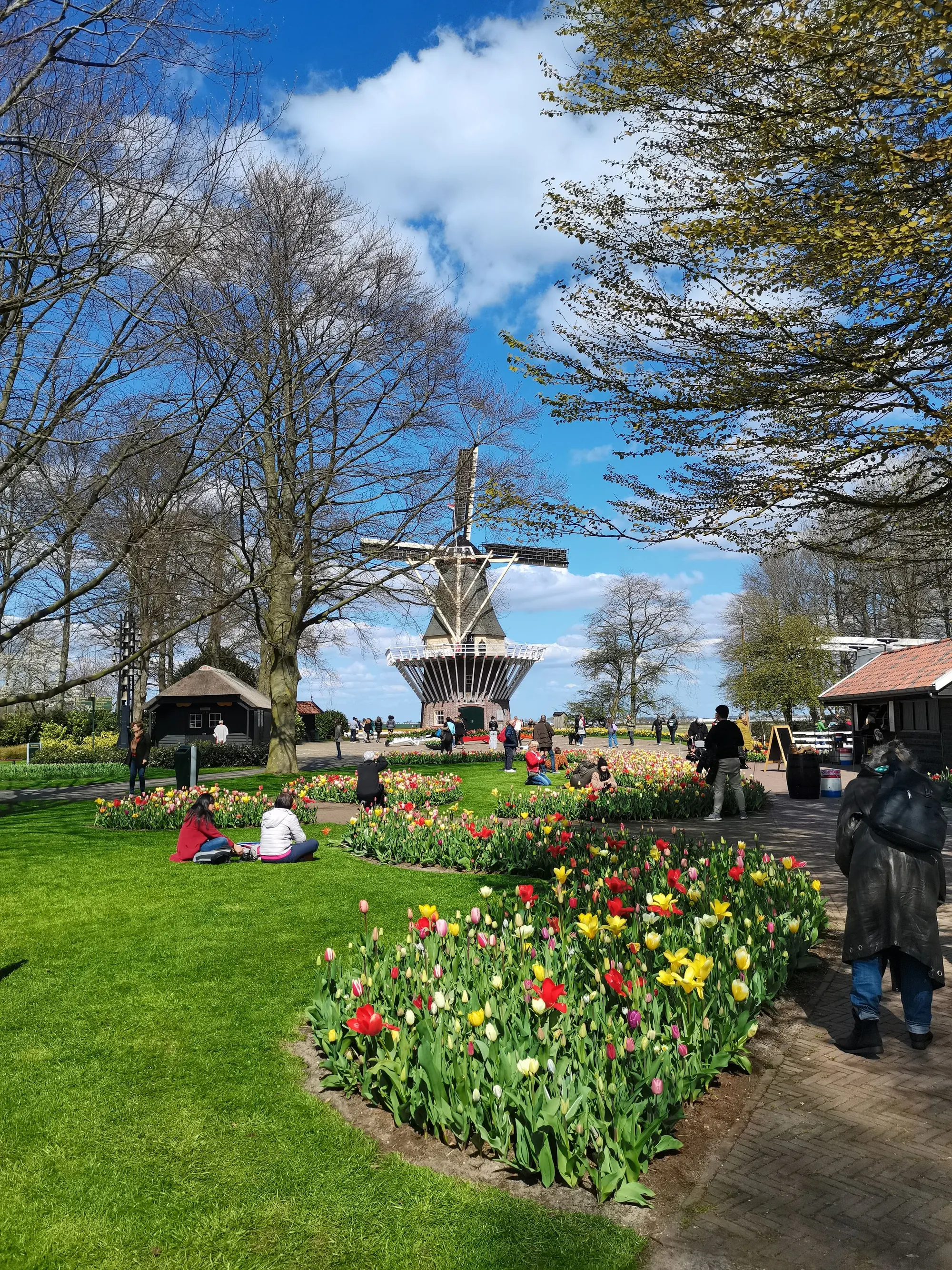 Molen en tulpen in een Hollandse tuin